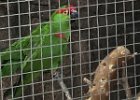 Desert Museum Thick Billed Parrot -2